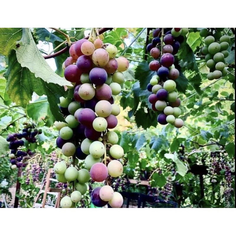 Kyoho Grape With Pot 8” Sweet Seedling Live Plant Ready