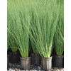 Perennial Farm Marketplace Juncus inflexus 'Blue Arrows' (Rush) Ornamental Grass,
