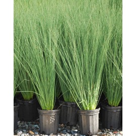 Perennial Farm Marketplace Juncus inflexus 'Blue Arrows' (Rush) Ornamental Grass, Size-#1 Container, Bluish Green Foliage