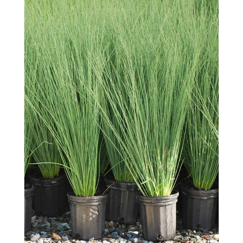 Perennial Farm Marketplace Juncus inflexus 'Blue Arrows' (Rush) Ornamental Grass,
