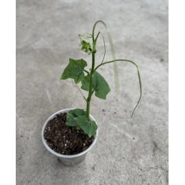 Chayote Plant 8” With Pot Live Plant Ready To Plant