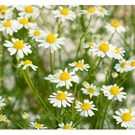 Chamomile Essential Oil and Fragrance Oil Blend (Size: 0.5 OZ (15 ml), Lid Type: Euro Dropper) (0.5 OZ (15 ml) Euro Dropper)