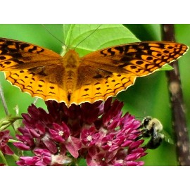 American Seed Purple Milkweed  Aasclepias purpurascens Native Perennial 15 seeds 2024 Organic