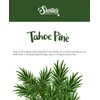 Tahoe Pine Tealight Candles Bulk Pack (24 Green Highly Scented
