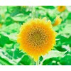 30PCS Mixed Color Sunflower Seeds for Planting Non-GMO Flower Seeds
