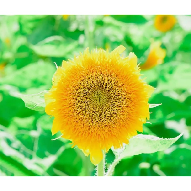 30PCS Mixed Color Sunflower Seeds for Planting Non-GMO Flower Seeds