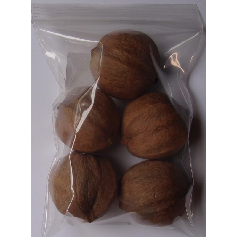 Walnut Tree - 5 Seeds - Juglans regia