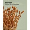 Extracto de Cordyceps Micelia Labs Energía natural Vitalidad y resistencia