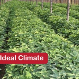 American Seed 500 Stratified American Ginseng Seed Grow your own Wild Ginseng Seed