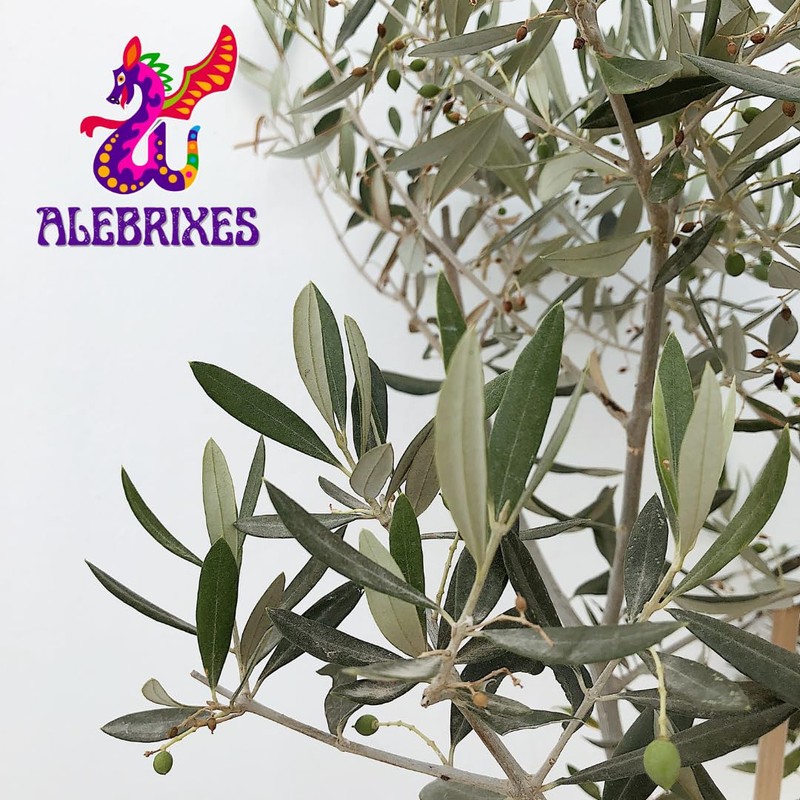 Alebrixes | Olive Leaf Herbal Tea (4oz)| Premium Quality Whole