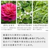 KIBIJO High Concentration Carbonated Serum (Formulated with Ceramide, Squalane, Placenta,