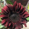 Flowers Chocolate Cherry Sunflower Seeds - 50pcs/pack - Rich Red-Brown