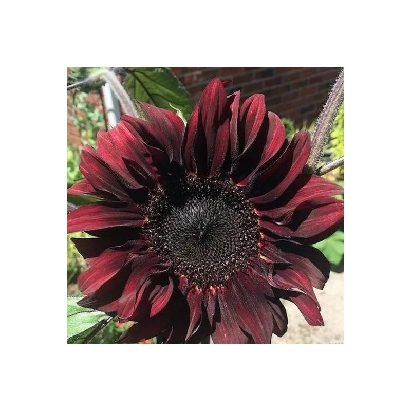 Flowers Chocolate Cherry Sunflower Seeds - 50pcs/pack - Rich Red-Brown