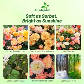 Outsidepride Sorbet Limitless Begonia Seeds for Planting - 25 Pcs Perennial Flower Seeds with Large Blooms, Arching & Pendulous Growth Habit, for Containers, Hanging Baskets, or Landscape Plantings