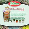 Hoffman Organic Cactus and Succulent Soil Mix to Provide Proper