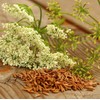 Caraway Herb Seeds, 100 Heirloom Seeds Per Packet, Non GMO