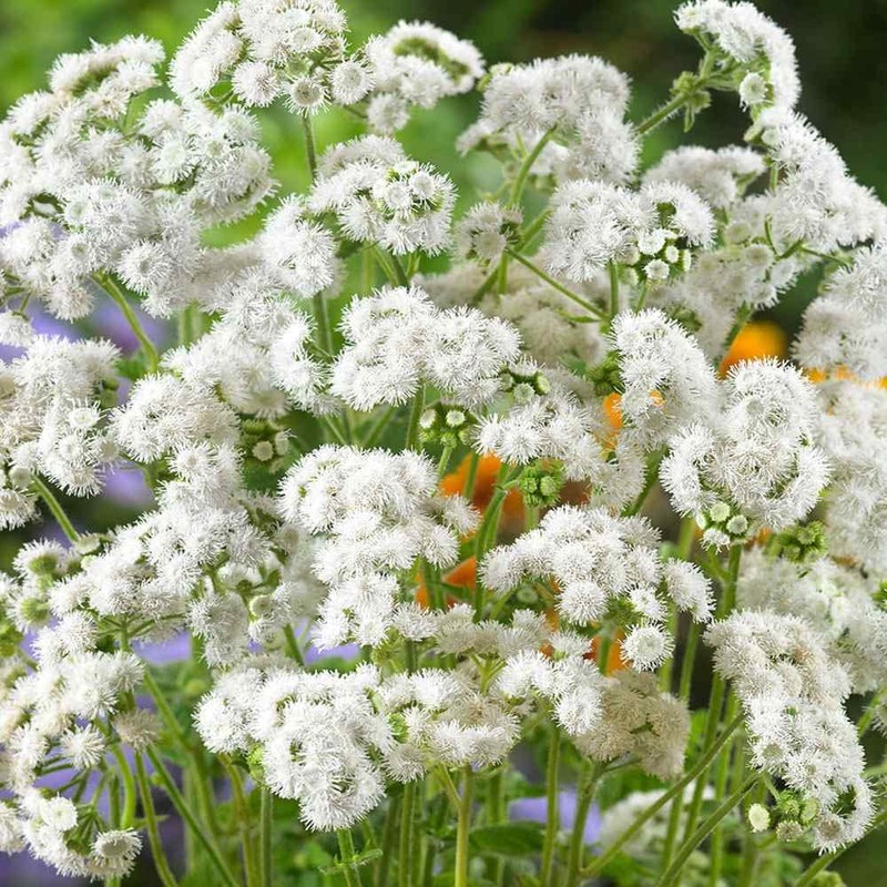 Outsidepride 5000 Seeds Annual Ageratum White Flower Seeds for Planting