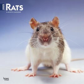 Rats | 2025 12 x 24 Inch Monthly Square Wall Calendar | Plastic-Free | BrownTrout | Domestic Animals Mouse