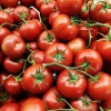 Southeast Seeds Oregon Spring Tomato Seeds, Cool Climate Tomato, NON-GMO,