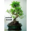 Tree Serissa Tree Pink Mountain House Plant Fairy Garden Plant