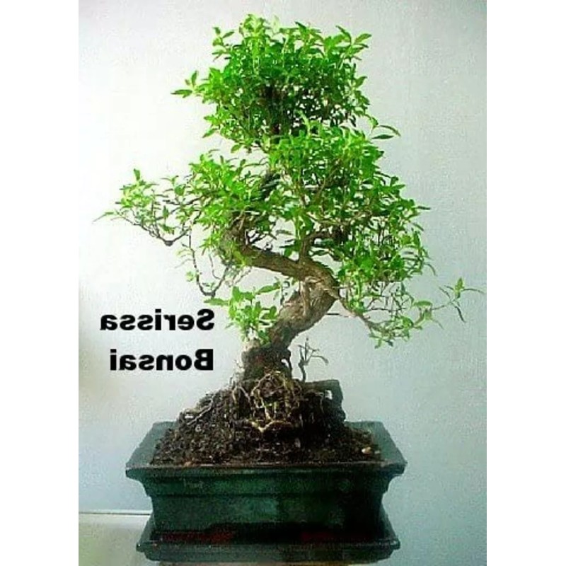 Tree Serissa Tree Pink Mountain House Plant Fairy Garden Plant