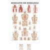 Muscles of the spinal column Mini Poster Anatomy 34x24 cm