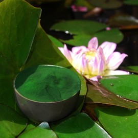 Chlorella Pyrenoidosa Powder - Premium Quality 250g