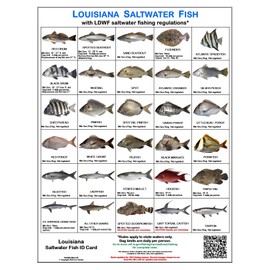Louisiana Saltwater Fish Identification Card Set - Three Waterproof Cards Showing 60 Common Fish and 17 Sharks in True-to-Life Photographs with Current 2024 LDWF Rules and Additional Information.