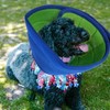 Dog Cone, Recovery Collar for Dogs Adjustable Breathable Dog Medical
