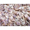 3 lbs (About One Gallon) Blue/White/Purple Coquina Shells Seashells (About
