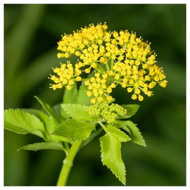 Everwilde Farms - 1/4 Lb Golden Alexanders Native Wildflower Seeds - Gold Vault