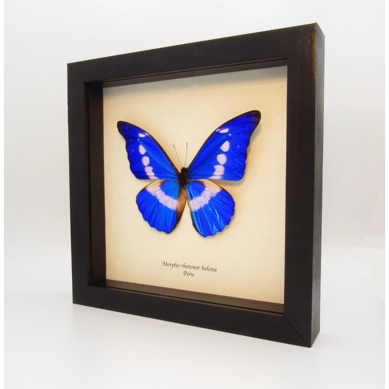 Real mounted red Tiger moth - Arctia festiva - A1/A1-