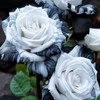 JQBay 20pcs Rare Ink Rose Seeds - Non-GMO Heirloom Variety
