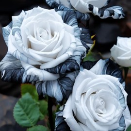 JQBay 20pcs Rare Ink Rose Seeds - Non-GMO Heirloom Variety for Your Garden