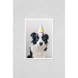 Poster Reproduction of Funny portrait of cute smilling puppy dog border collie wearing birthday silly hat looking at camera isolated on white background. Happy Birthday party Variation Number 3