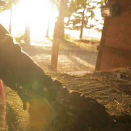 Blue Mountain Hay High Altitude Timothy Hay (10 LB) Rabbits, Guinea Pigs | Bunny Rabbit, Hamster, Chinchilla & Gerbil Feed | Guinea Pig & Rabbit Hay | Similar to Alfalfa Cubes, Orchard Grass Hay