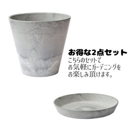 Murakami Art Stone & Saucer Gray SS Size Approx. 5 Pot Diameter 6.3 x Height 6.1 inches (16 cm) x Height 6.1 inches (15.5 cm), Planter, Gardening, Home Gardening, Garden Color, Indoor, Simple,