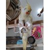 Bird Flight Suits Diapers, Parrot Flight Suits Diapers for Monk