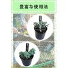reiri Gardening Labels, Vertical Labels, Set of 100 (Black, Standing)