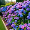 Nygardenia 25pcs Blue Pink Purple Hydrangea - Beautiful and Hardy