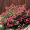 Anthony Waterer Spirea, Vibrant Color-Changing Flowering, Vibrant Foliage, Deciduous, Compact,