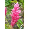 Pink Hawaiian Ginger Alpinia Purpurata Roots and Plants Kanoa Hawaii
