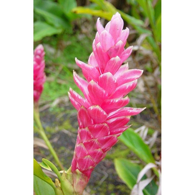 Pink Hawaiian Ginger Alpinia Purpurata Roots and Plants Kanoa Hawaii