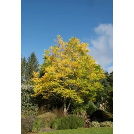 CZ Grain 10 Kentucky Coffee Tree Seeds for Planting Gymnocladus dioicus