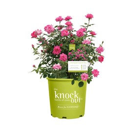 Pink Double Knock Out Rose Bush (2 Gallon) Flowering Semi-Evergreen Shrub with Bubble-Gum Pink Double-Form Blooms - Full Sun Live Outdoor Plant