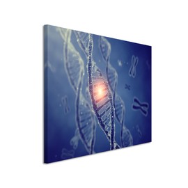 Wall Picture Medical Image – DNA Double Helix Molecules with Chromosomen on canvas for living room, office, bedroom, Holiday etc. Zoom with Eraser