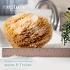Neptune Caribbean Sea Sponge 2 Pack, Large, Approx. 6-7 inches