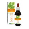 Fig (Ficus Carica) Alcohol-Free Bud Extract from Fresh Buds Naturalma
