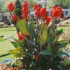 Outsidepride Red Canna Seeds - 10 Seeds