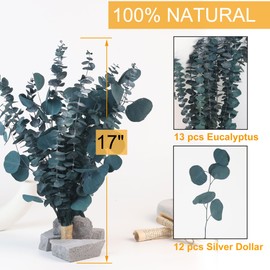 25 Pcs Preserved Dried Eucalyptus Stems & Silver Dollar Leaves Bundle, Natural Real Fresh Eucalyptus, 17" Preserved Eucalyptus Branches for Shower Hanging, Bathroom Decor, Garland, Greenery Plant